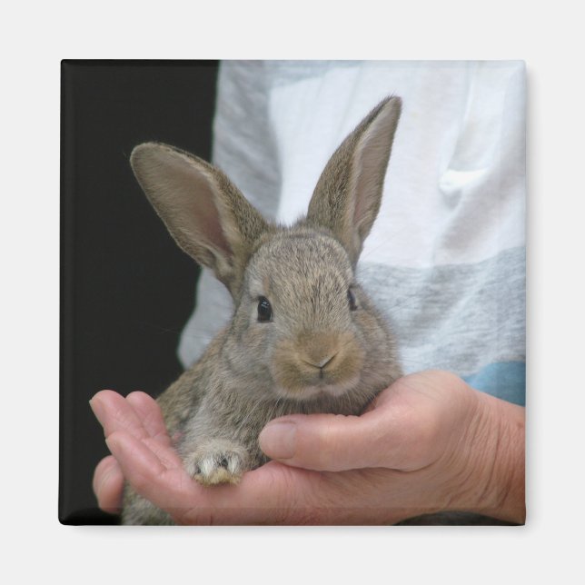 rabbit magnet (Front)