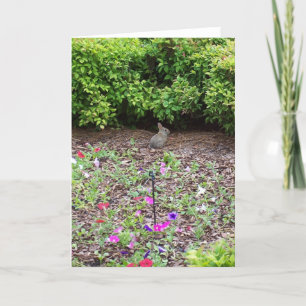 Rabbit on lawn - Vertical Holiday Card