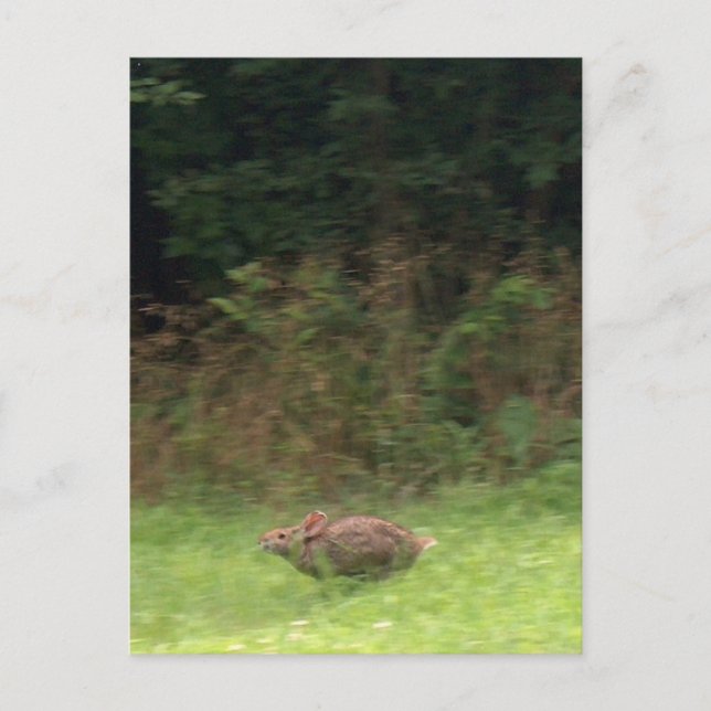 Rabbit on the Run Postcard (Front)