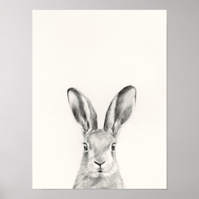Rabbit Pencil Drawing Poster (Front)