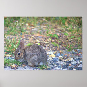 Rabbit Photo Poster