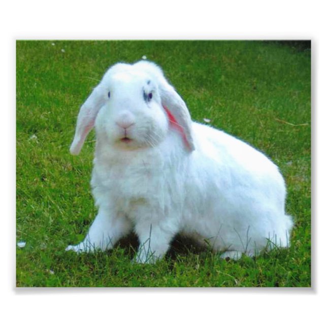 rabbit photo print (Front)