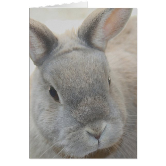 rabbit photographed by Tutti (Front)