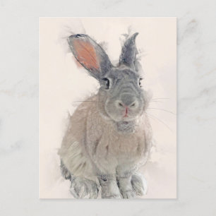 Rabbit Portrait No.33 Postcard