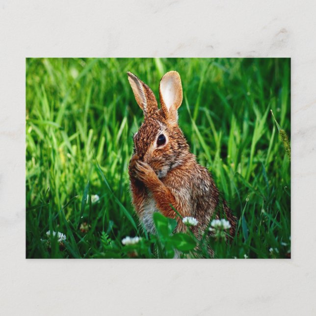 Rabbit Postcard (Front)