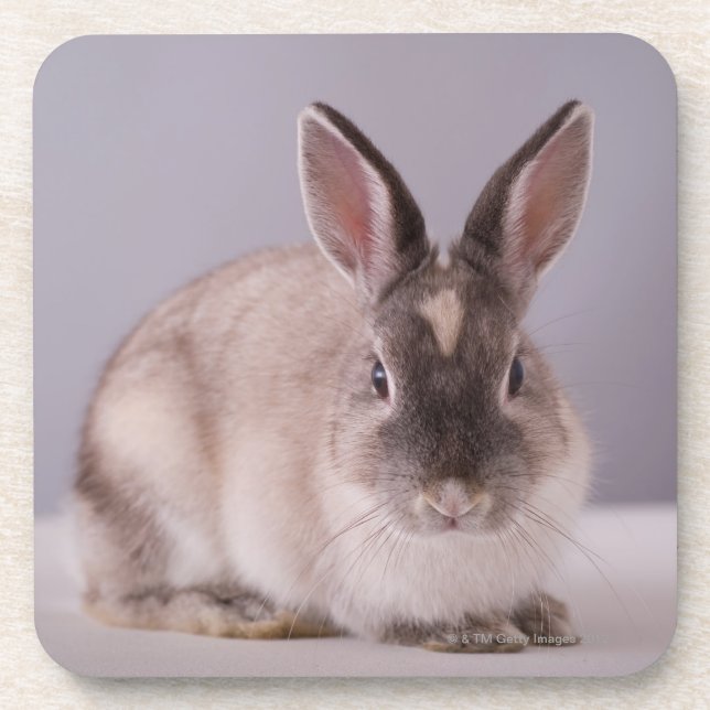 rabbit,simple background,animal,white table, coaster (Front)