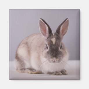rabbit,simple background,animal,white table, magnet