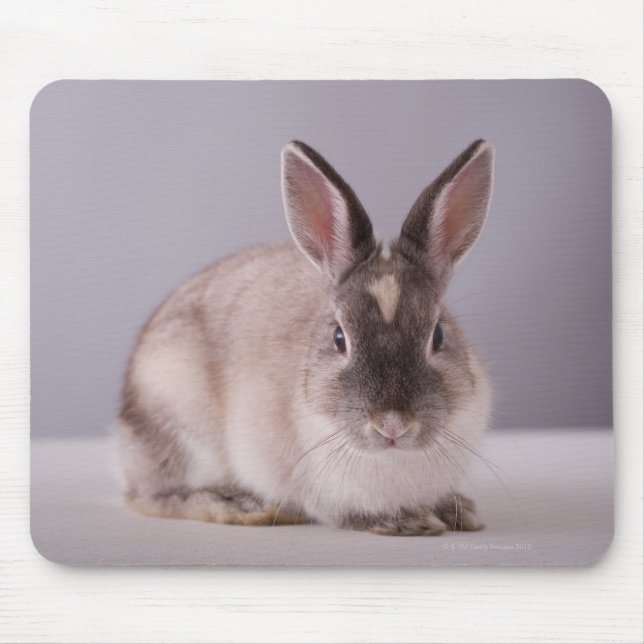 rabbit,simple background,animal,white table, mouse mat (Front)