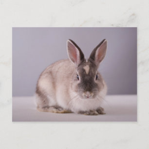 rabbit,simple background,animal,white table, postcard