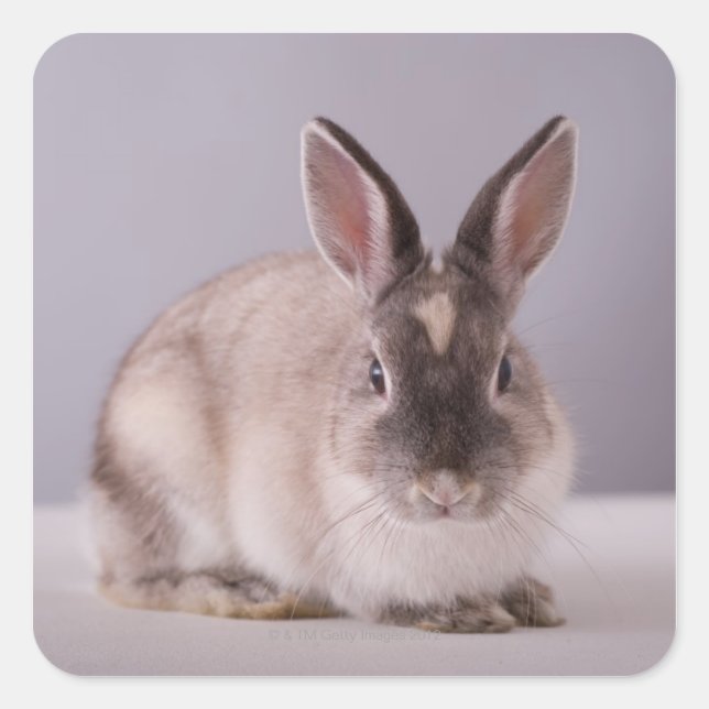rabbit,simple background,animal,white table, square sticker (Front)