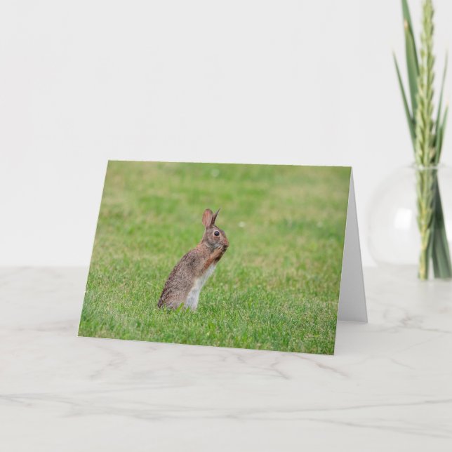 Rabbit standing in the grass and looking shy card (Front)