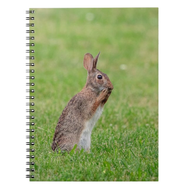 Rabbit standing in the grass and looking shy notebook (Front)