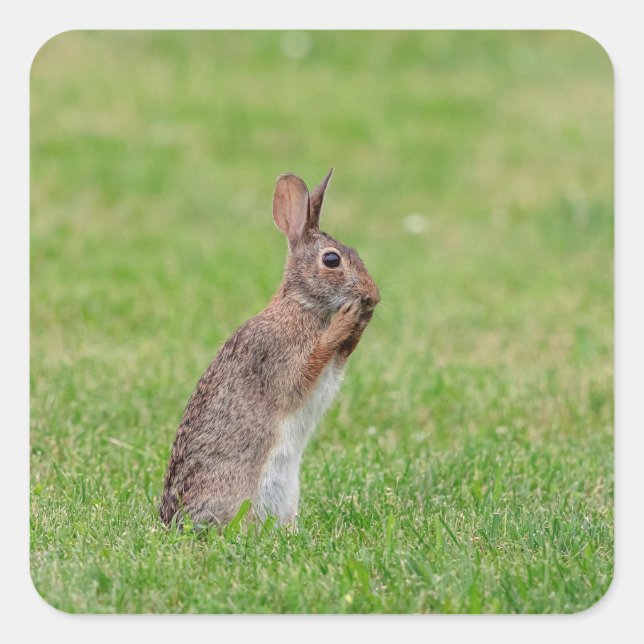 Rabbit standing in the grass and looking shy square sticker (Front)