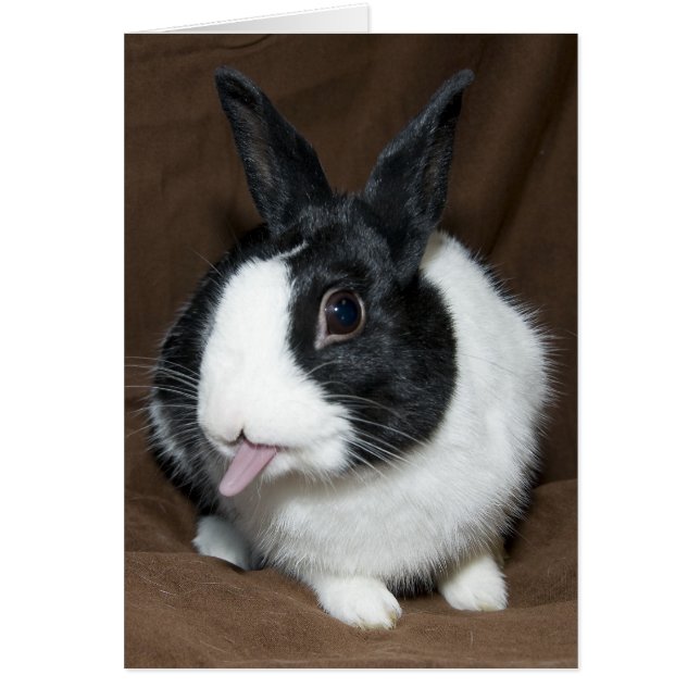 Rabbit Tongue (Front)