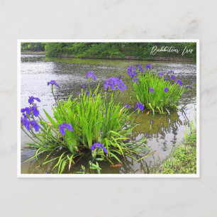 Rabbitear Iris Postcard