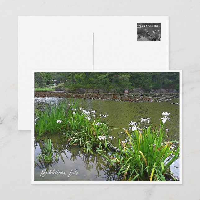 Rabbitear Iris Postcard (Front/Back)