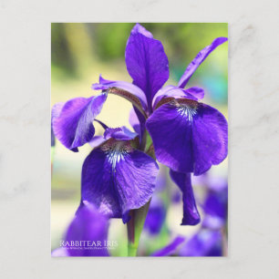 Rabbitear Iris [Postcard] Postcard