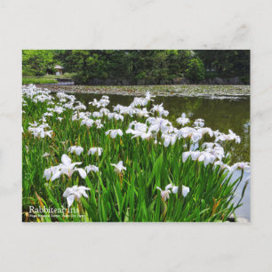 Rabbitear Iris [Postcard] Postcard