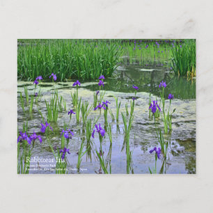 Rabbitear Iris:Postcard Postcard
