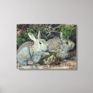 Rabbits Canvas Print