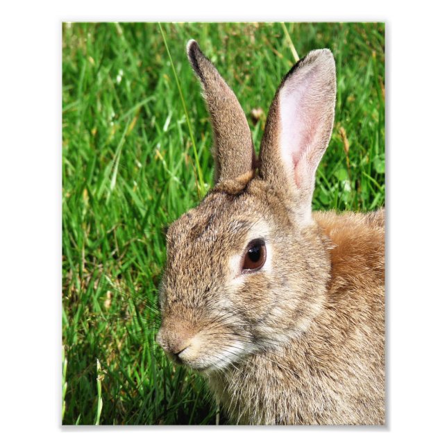 RABBITS PHOTO PRINT (Front)