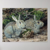 Rabbits