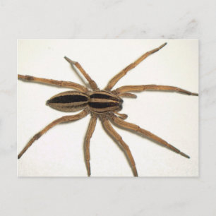 Rabid Wolf Spider Postcard. Postcard