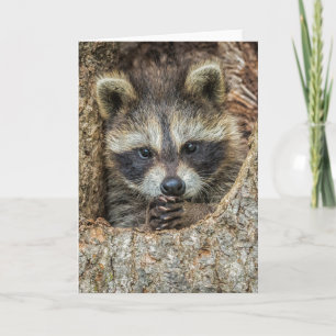 Raccon Nestled Inside a Tree Hollow Card