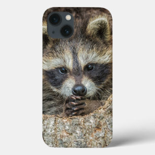 Raccon Nestled Inside a Tree Hollow iPhone 13 Case