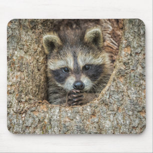 Raccon Nestled Inside a Tree Hollow Mouse Mat