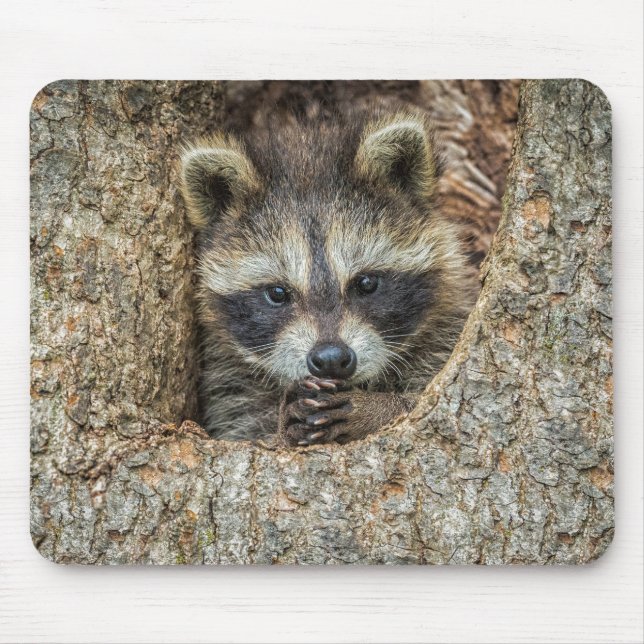 Raccon Nestled Inside a Tree Hollow Mouse Mat (Front)