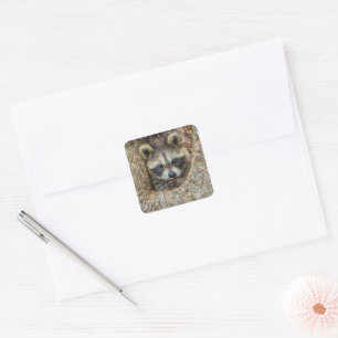 Raccon Nestled Inside a Tree Hollow Square Sticker