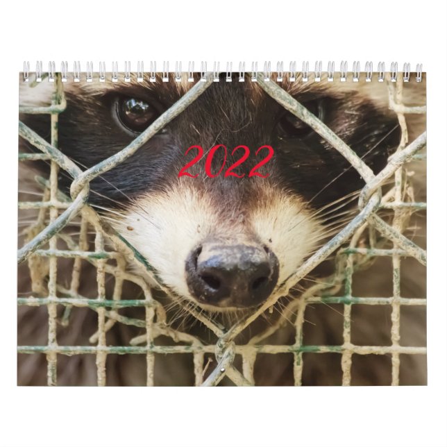 raccon on calendar (Cover)