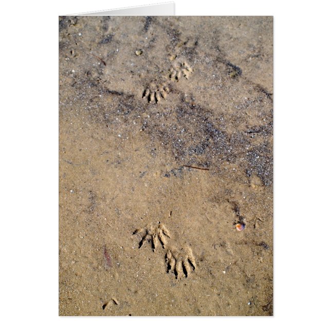 Raccon Tracks on Caladesi Island Beach (Front)