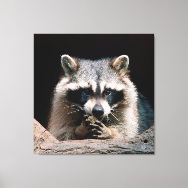 Raccoon 004 canvas print (Front)