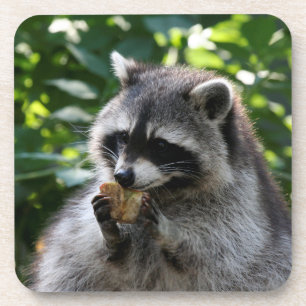 Raccoon_2015_0116 Coaster