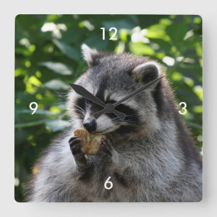Raccoon_2015_0116 Square Wall Clock