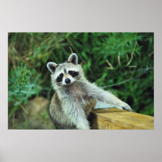 Raccoon #2 poster