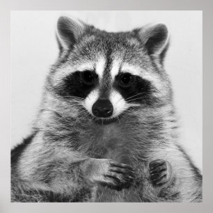 Raccoon Black And White Portrait Poster