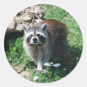Raccoon Classic Round Sticker