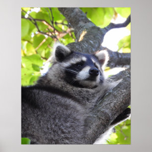 Raccoon Close Up Poster