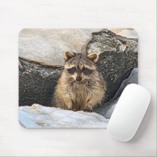 Raccoon In Beach Rocks in Winter Mouse Mat