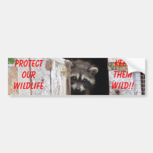 Raccoon Keep Them Wild!! Bumoer Sticker