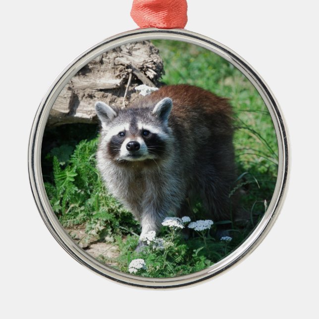 Raccoon Metal Tree Decoration (Front)