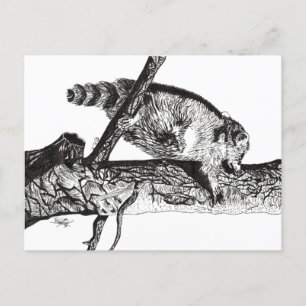 RACCOON POSTCARD