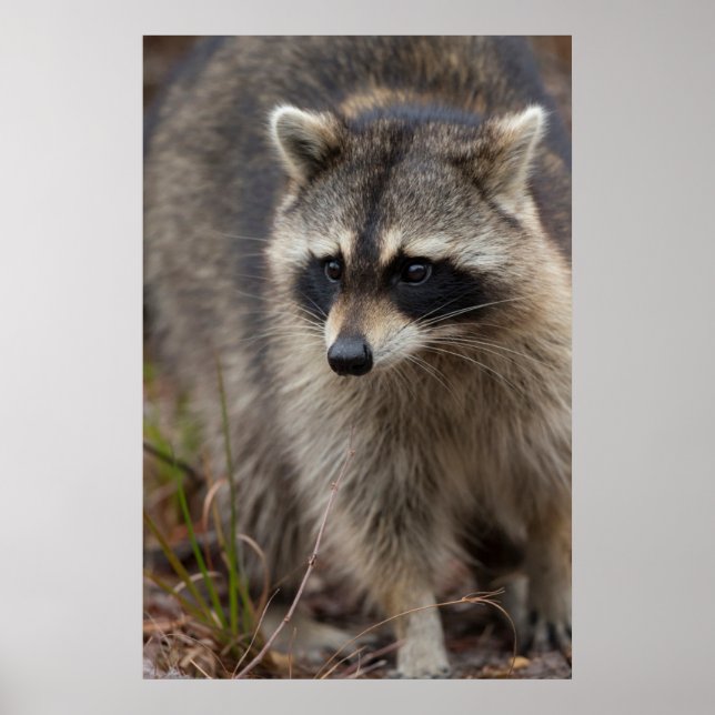 Raccoon, Procyon lotor, Florida Poster (Front)