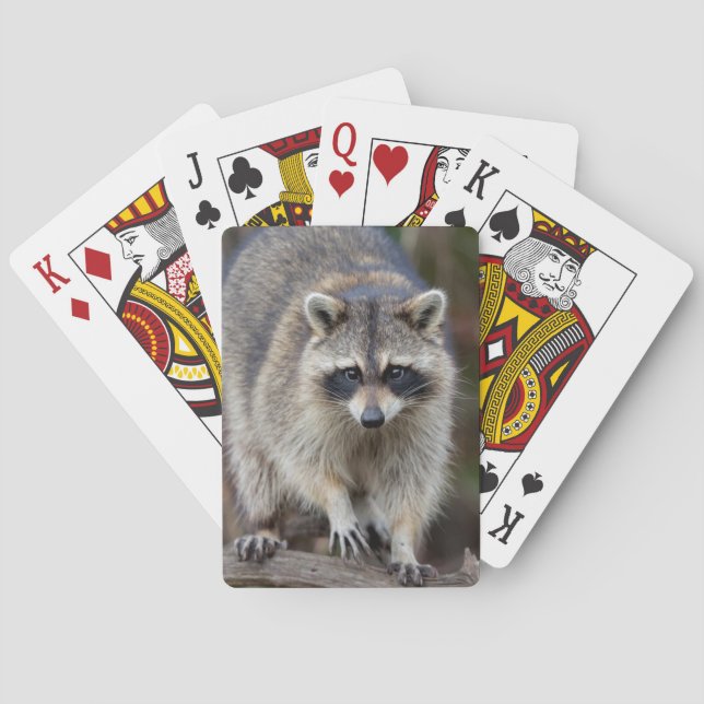 Raccoon, Procyon lotor, Florida, USA 2 Playing Cards (Back)