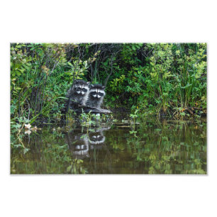 Raccoon Reflections Photo Print