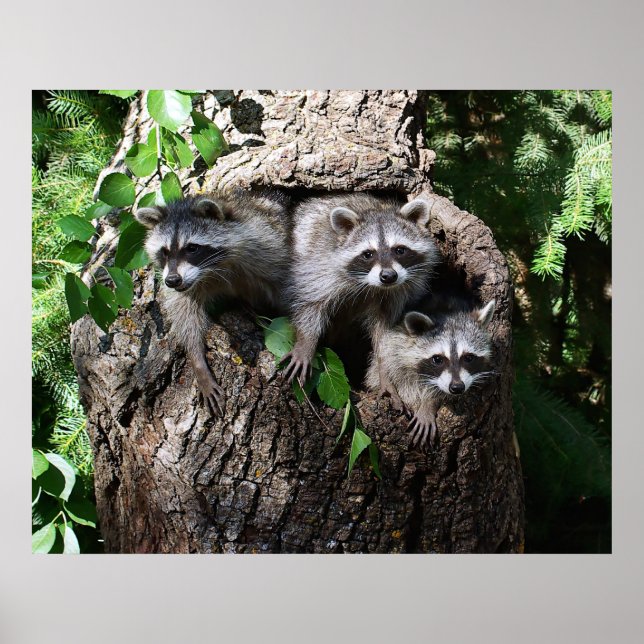 Raccoon - The Three Amigos Poster (Front)
