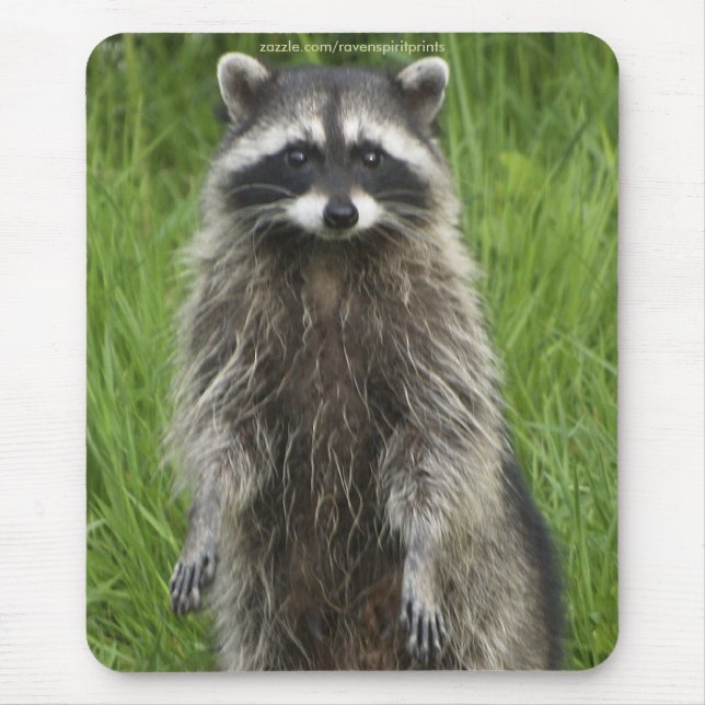 RACCOON WILDLIFE Mousepads (Front)